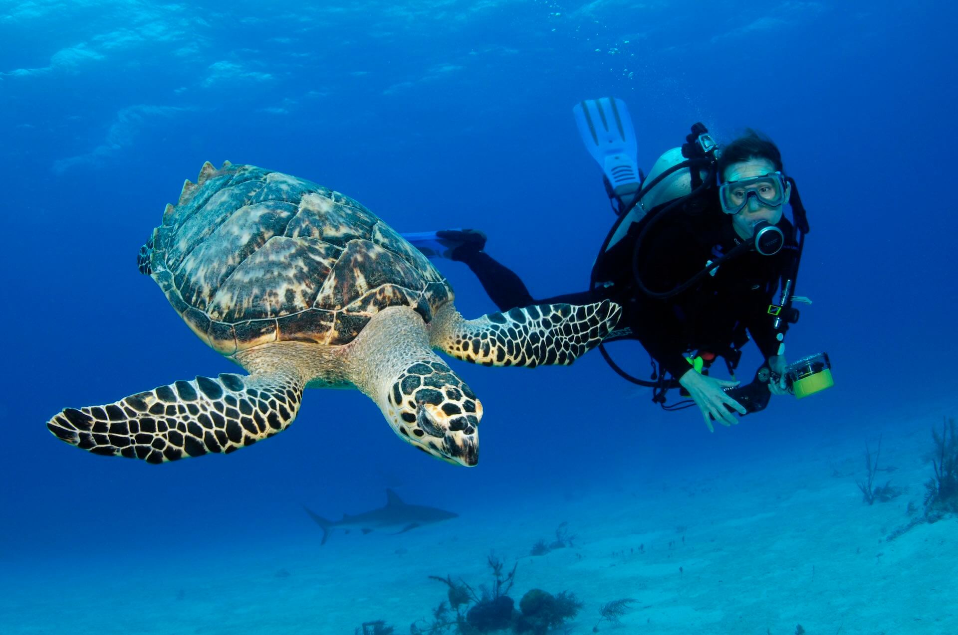 scuba diving bahamas